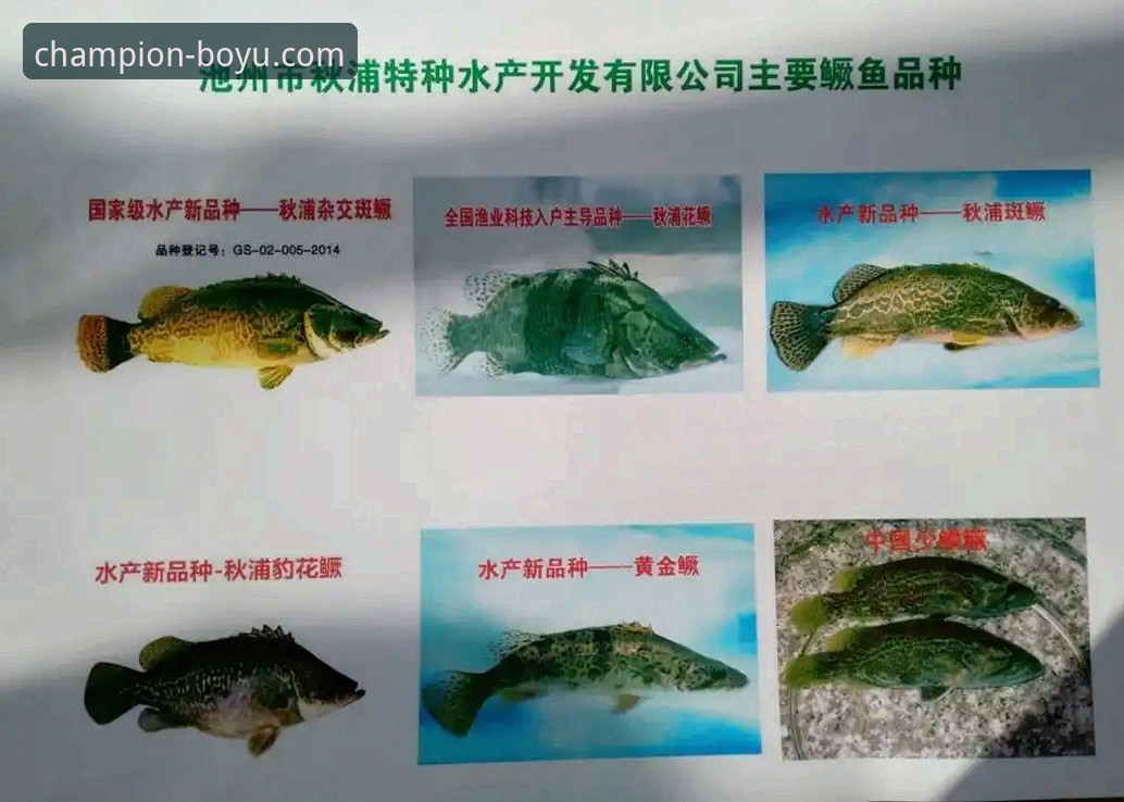 博鱼体育官网可靠吗？2025年最新攻略全面解析